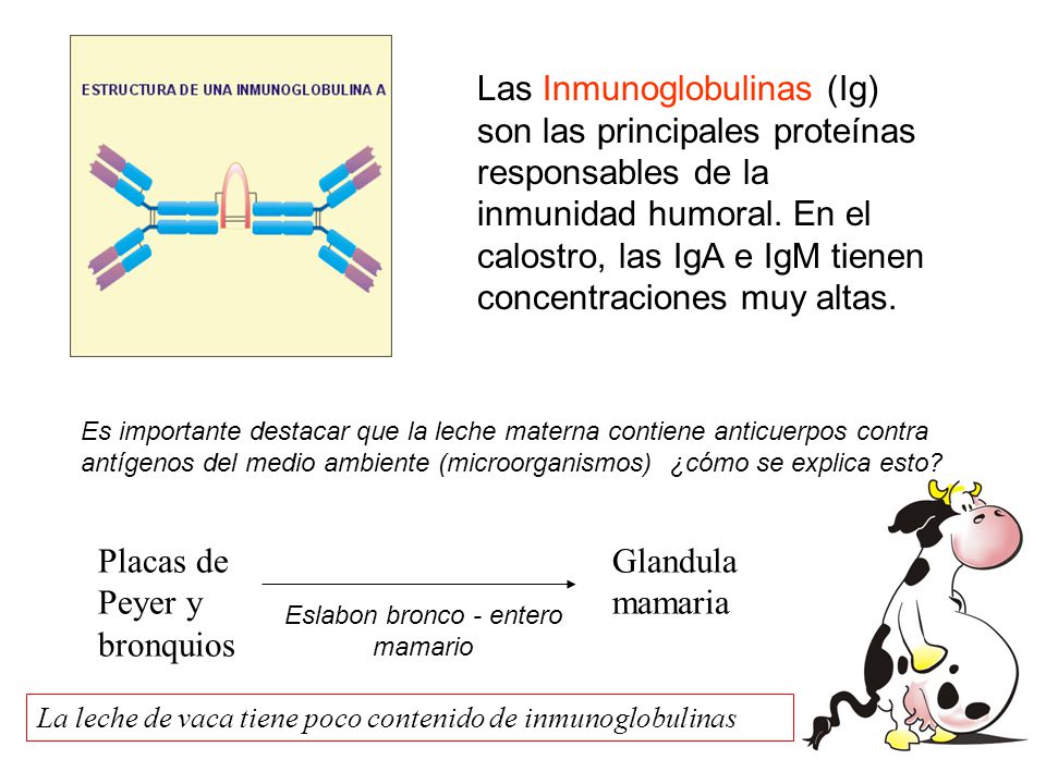 Funcion de la iga en la leche materna